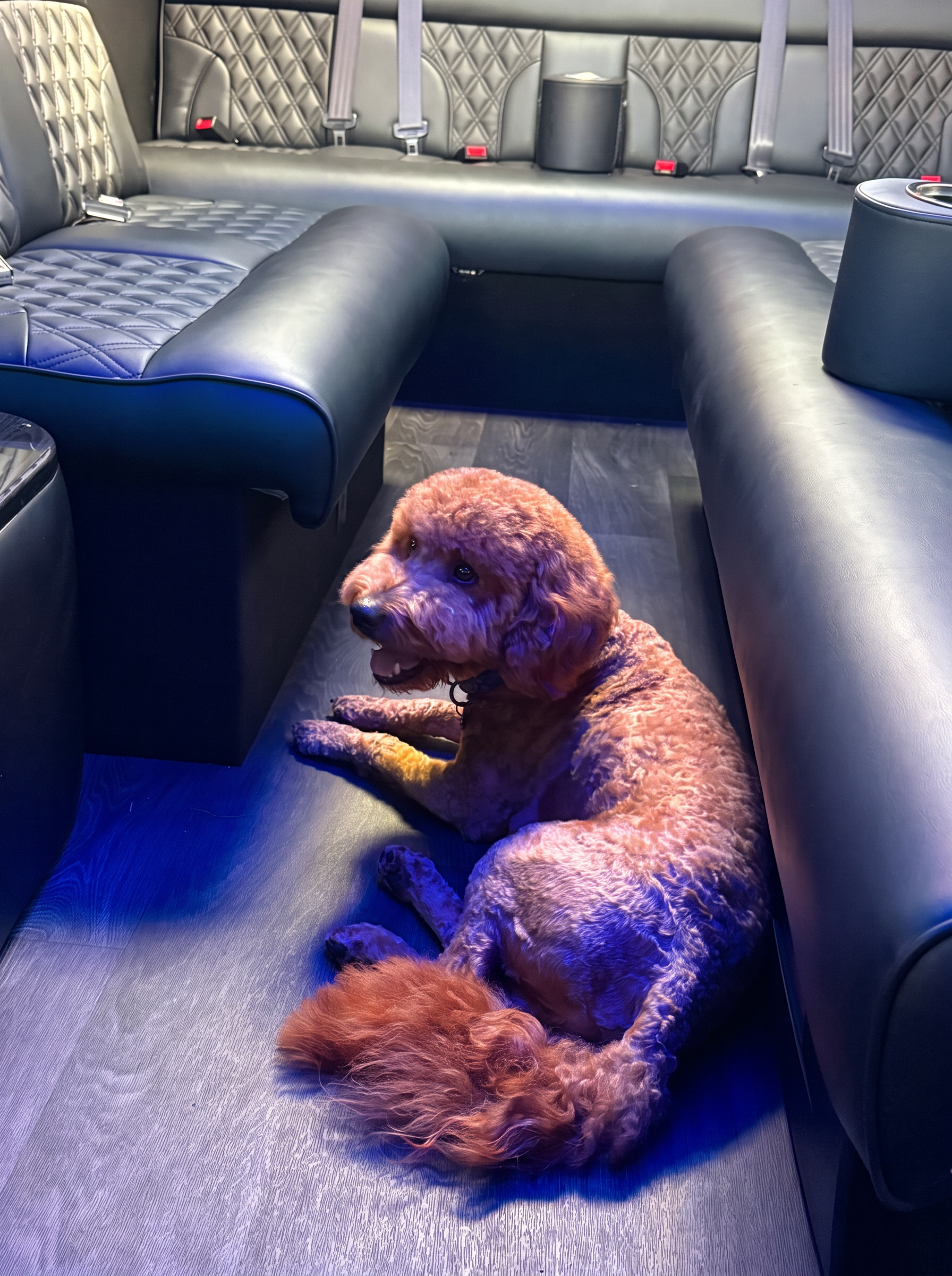 Nuggs, Tom's red doodle, relaxing on the floor of the Sprinter limo